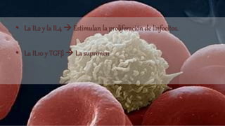 • La IL2 y la IL4  Estimulan la proliferación de linfocitos.
• La IL10 y TGFβ  La suprimen
 