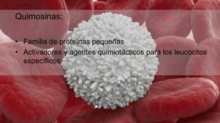 Quimosinas:
• Familia de proteínas pequeñas
• Activadores y agentes quimiotácticos para los leucocitos
específicos.
 