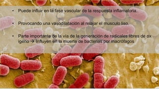 • Puede influir en la fase vascular de la respuesta inflamatoria.
• Provocando una vasodilatación al relajar el musculo liso.
• Parte importante de la vía de la generación de radicales libres de ox
igeno  Influyen en la muerte de bacterias por macrófagos
 