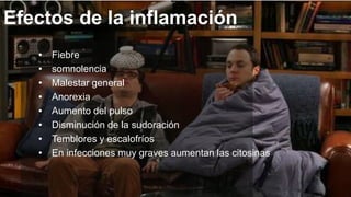 Efectos de la inflamación
• Fiebre
• somnolencia
• Malestar general
• Anorexia
• Aumento del pulso
• Disminución de la sudoración
• Temblores y escalofríos
• En infecciones muy graves aumentan las citosinas
 
