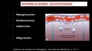 Modificaciones leucocitarias
 