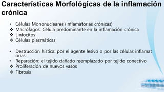 Características Morfológicas de la inflamación
crónica
• Células Mononucleares (inflamatorias crónicas)
 Macrófagos: Célula predominante en la inflamación crónica
 Linfocitos
 Células plasmáticas
• Destrucción hística: por el agente lesivo o por las células inflamat
orias
• Reparación: el tejido dañado reemplazado por tejido conectivo
 Proliferación de nuevos vasos
 Fibrosis
 