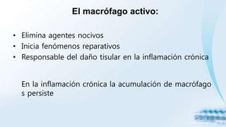 El macrófago activo:
• Elimina agentes nocivos
• Inicia fenómenos reparativos
• Responsable del daño tisular en la inflamación crónica
En la inflamación crónica la acumulación de macrófago
s persiste
 