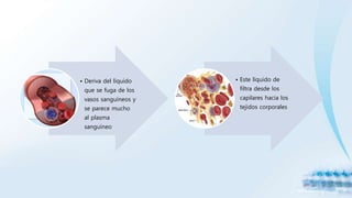 • Deriva del líquido
que se fuga de los
vasos sanguíneos y
se parece mucho
al plasma
sanguíneo
• Este líquido de
filtra desde los
capilares hacia los
tejidos corporales
 