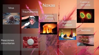 NoxasVirus
Traumatismos
Agentes
Físicos
Agentes
químicos
Necrosis
Reacciones
inmunitarias
Cuerpos
extraños
 