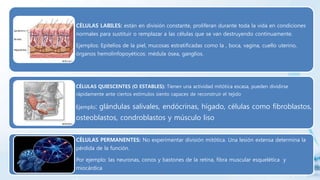 CÉLULAS LABILES: están en división constante, proliferan durante toda la vida en condiciones
normales para sustituir o remplazar a las células que se van destruyendo continuamente.
Ejemplos: Epitelios de la piel, mucosas estratificadas como la , boca, vagina, cuello uterino,
órganos hemolinfopoyéticos: médula ósea, ganglios.
CÉLULAS QUIESCENTES (O ESTABLES): Tienen una actividad mitótica escasa, pueden dividirse
rápidamente ante ciertos estímulos siento capaces de reconstruir el tejido
Ejemplo: glándulas salivales, endócrinas, hígado, células como fibroblastos,
osteoblastos, condroblastos y músculo liso
CÉLULAS PERMANENTES: No experimentar división mitótica. Una lesión extensa determina la
pérdida de la función.
Por ejemplo: las neuronas, conos y bastones de la retina, fibra muscular esquelética y
miocárdica
 