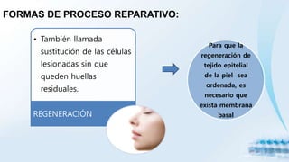 FORMAS DE PROCESO REPARATIVO:
• También llamada
sustitución de las células
lesionadas sin que
queden huellas
residuales.
REGENERACIÓN
Para que la
regeneración de
tejido epitelial
de la piel sea
ordenada, es
necesario que
exista membrana
basal
 