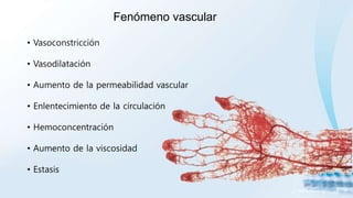 Fenómeno vascular
• Vasoconstricción
• Vasodilatación
• Aumento de la permeabilidad vascular
• Enlentecimiento de la circulación
• Hemoconcentración
• Aumento de la viscosidad
• Estasis
 
