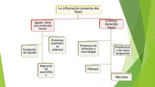 La inflamación presenta dos
fases:
Aguda: tiene
una evolución
breve
Exudación
de líquido
Proteínas
plasmátic
as
(edema)
Migración
de
neutrófilo
s
Crónica:
duración
mayor
Presencia de
linfocitos y
macrófagos
Proliferació
n de vasos
sanguíneos
Fibrosis
Necrosis
 