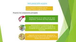 INFLAMACIÓN AGUDA
Es la respuesta inmediata que se
produce frente al agente lesivo
Presenta tres componentes principales
Modificaciones en el calibre de los vasos
sanguíneos, aumento del flujo sanguíneo
Alteraciones en la estructura de la
microvasculatura, permite la salida de la
circulación de proteínas plasmáticas y los
leucocitos
Migración de los leucocitos: abandonan la
microcirculación hacia el foco de lesión en los
tejidos extravasculares
 