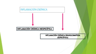 INFLAMACIÓN CRÓNICA
INFLAMACIÓN CRÓNICA INESPECÍFICA
INFLAMACIÓN CRÓNICA GRANULOMATOSA
(ESPECÍFICA)
 