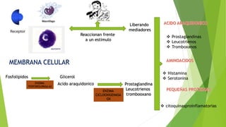 Reaccionan frente
a un estimulo
Liberando
mediadores
 Prostaglandinas
 Leucotrienos
 Tromboxanos
 Histamina
 Serotonina
 citoquinasproinflamatorias
MEMBRANA CELULAR
Fosfolipidos Glicerol
Prostaglandina
Leucotrienos
trombooxano
ENZIMA
FOSFOROLIPASA A2
Acido araquidonico
ENZIMA
CICLOOXIGENASA
OX
 