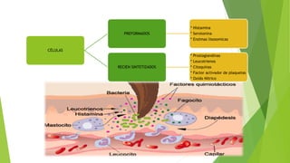 CÉLULAS
PREFORMADOS
* Histamina
* Serotonina
* Enzimas lisosomicas
RECIEN SINTETIZADOS
* Prostaglandinas
* Leucotrienos
* Citoquinas
* Factor activador de plaquetas
* Oxido Nítrico
 