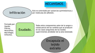 MECANISMOS
Infiltración
Encapsula el
tejido
extraño
Exudado.
Esto es controlado por sustancias quimiotácticas y
por moléculas de adhesión.
Formado por:
liquido.
Fibrina.
Neutrófilos.
Macrófagos.
linfocitos.
Todos estos componentes salen de la sangre a
consecuencia de los cambios que se producen
en los vasos sanguíneos de los tejidos
supervivientes alrededor de la zona lesionada
 
