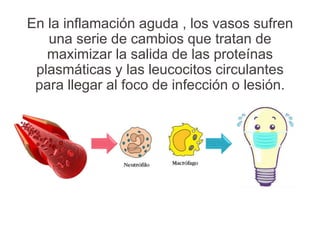 En la inflamación aguda , los vasos sufren
una serie de cambios que tratan de
maximizar la salida de las proteínas
plasmáticas y las leucocitos circulantes
para llegar al foco de infección o lesión.
 
