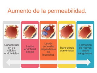 Aumento de la permeabilidad.
Concentraci
ón de
células
endoteliales
Lesión
endotelial
directa
Lesión
endotelial
dependiente
de
leucocitos
Transcitosis
aumentada
Formación
de nuevos
vasos
sanguíneos.
 