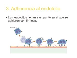 3. Adherencia al endotelio
• Los leucocitos llegan a un punto en el que se
adhieren con firmeza.
 