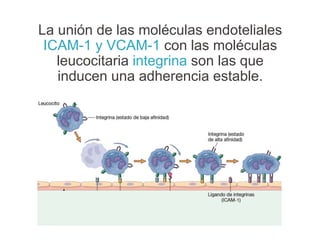 La unión de las moléculas endoteliales
ICAM-1 y VCAM-1 con las moléculas
leucocitaria integrina son las que
inducen una adherencia estable.
 