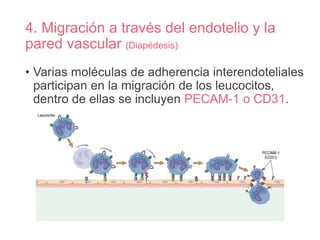 4. Migración a través del endotelio y la
pared vascular (Diapédesis)
• Varias moléculas de adherencia interendoteliales
participan en la migración de los leucocitos,
dentro de ellas se incluyen PECAM-1 o CD31.
 