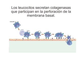 Los leucocitos secretan colagenasas
que participan en la perforación de la
membrana basal.
 