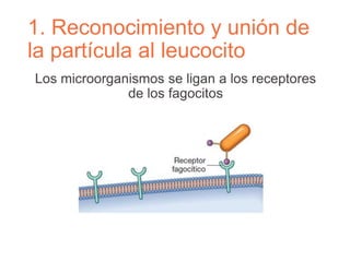 1. Reconocimiento y unión de
la partícula al leucocito
Los microorganismos se ligan a los receptores
de los fagocitos
 