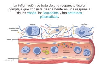 La inflamación se trata de una respuesta tisular
compleja que consiste básicamente en una respuesta
de los vasos, los leucocitos y las proteínas
plasmáticas.
 