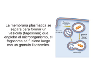 La membrana plasmática se
separa para formar un
vesícula (fagosoma) que
engloba al microorganismo, el
fagosoma se fusiona luego
con un granulo lisosomico.
 