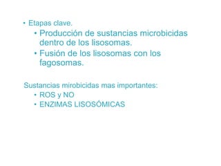 • Etapas clave.
• Producción de sustancias microbicidas
dentro de los lisosomas.
• Fusión de los lisosomas con los
fagosomas.
Sustancias mirobicidas mas importantes:
• ROS y NO
• ENZIMAS LISOSÓMICAS
 