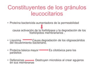 Constituyentes de los gránulos
leucocitarios
• Proteína bactericida aumentadora de la permeabilidad
causa activación de la fosfolipasa y la degradación de los
fosfolípidos membranarios .
• Lisozima Causa degradación de los oligosacáridos
del recubrimiento bacteriano.
• Proteína básica mayor Es citotóxica para los
parásitos
• Defensinas Destruyen microbios al crear agujeros
en sus membranas
 
