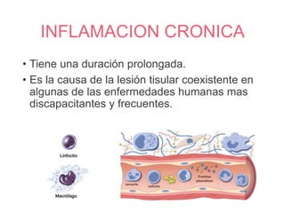 INFLAMACION CRONICA
• Tiene una duración prolongada.
• Es la causa de la lesión tisular coexistente en
algunas de las enfermedades humanas mas
discapacitantes y frecuentes.
 