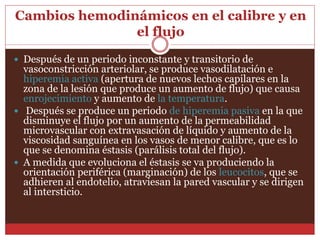 Cambios hemodinámicos en el calibre y en 
el flujo 
 Después de un periodo inconstante y transitorio de 
vasoconstricción arteriolar, se produce vasodilatación e 
hiperemia activa (apertura de nuevos lechos capilares en la 
zona de la lesión que produce un aumento de flujo) que causa 
enrojecimiento y aumento de la temperatura. 
 Después se produce un periodo de hiperemia pasiva en la que 
disminuye el flujo por un aumento de la permeabilidad 
microvascular con extravasación de líquido y aumento de la 
viscosidad sanguínea en los vasos de menor calibre, que es lo 
que se denomina éstasis (parálisis total del flujo). 
 A medida que evoluciona el éstasis se va produciendo la 
orientación periférica (marginación) de los leucocitos, que se 
adhieren al endotelio, atraviesan la pared vascular y se dirigen 
al intersticio. 
 