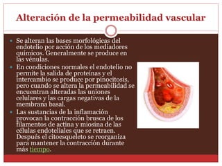 Alteración de la permeabilidad vascular 
 Se alteran las bases morfológicas del 
endotelio por acción de los mediadores 
químicos. Generalmente se produce en 
las vénulas. 
 En condiciones normales el endotelio no 
permite la salida de proteínas y el 
intercambio se produce por pinocitosis, 
pero cuando se altera la permeabilidad se 
encuentran alteradas las uniones 
celulares y las cargas negativas de la 
membrana basal. 
 Las sustancias de la inflamación 
provocan la contracción brusca de los 
filamentos de actina y miosina de las 
células endoteliales que se retraen. 
Después el citoesqueleto se reorganiza 
para mantener la contracción durante 
más tiempo. 
 