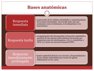 Bases anatómicas 
• contracción de las células endoteliales y ensanchamiento 
de la unión intercelular. Favorecido todo esto por 
sustancias como la histamina, la bradiquinina y los 
leucotrienos 
Respuesta 
inmediata 
• reorganización del citoesqueleto (retracción endotelial) y 
apertura de las uniones intercelulares favorecido por 
sustancias como la interleuquina-1 (IL-1), interferón-γ 
(IFN-γ) y factor de necrosis tumoral (TNF). 
Respuesta tardía 
• lesión endotelial directa con necrosis y desprendimiento 
de las células endoteliales por exceso de agente 
inflamatorio en los vasos. 
Respuesta 
inmediatamente 
prolongada 
 