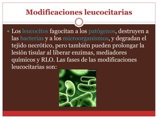 Modificaciones leucocitarias 
 Los leucocitos fagocitan a los patógenos, destruyen a 
las bacterias y a los microorganismos, y degradan el 
tejido necrótico, pero también pueden prolongar la 
lesión tisular al liberar enzimas, mediadores 
químicos y RLO. Las fases de las modificaciones 
leucocitarias son: 
 