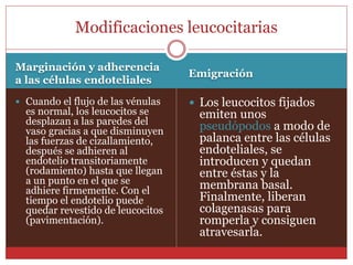 Modificaciones leucocitarias 
Marginación y adherencia 
a las células endoteliales 
Emigración 
 Cuando el flujo de las vénulas 
es normal, los leucocitos se 
desplazan a las paredes del 
vaso gracias a que disminuyen 
las fuerzas de cizallamiento, 
después se adhieren al 
endotelio transitoriamente 
(rodamiento) hasta que llegan 
a un punto en el que se 
adhiere firmemente. Con el 
tiempo el endotelio puede 
quedar revestido de leucocitos 
(pavimentación). 
 Los leucocitos fijados 
emiten unos 
pseudópodos a modo de 
palanca entre las células 
endoteliales, se 
introducen y quedan 
entre éstas y la 
membrana basal. 
Finalmente, liberan 
colagenasas para 
romperla y consiguen 
atravesarla. 
 