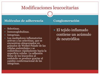 Modificaciones leucocitarias 
Moléculas de adherencia Conglomeración 
 Selectinas. 
 Inmunoglobulinas. 
 Integrinas. 
 Los mediadores inflamatorios 
activan a las selectinas, que se 
encuentran almacenados en 
gránulos de Weibel-Palade de las 
células endoteliales y se 
redistribuye rápidamente hacia la 
superficie celular. La adhesión 
firme de los leucocitos al 
endotelio se produce gracias al 
cambio conformacional de las 
integrinas. 
 El tejido inflamado 
contiene un acúmulo 
de neutrófilos 
 