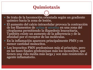 Quimiotaxis 
 Se trata de la locomoción orientada según un gradiente 
químico hacia la zona de lesión. 
 El aumento del calcio intracelular provoca la contracción 
de los filamentos de actina y miosina en una zona del 
citoplasma permitiendo la diapedesis leucocitaria. 
También existe un aumento de la adherencia y de la 
afinidad por el receptor de las moléculas. 
 En la inflamación aparecen principalmente PMN y en 
menor cantidad monocitos. 
 Los leucocitos PMN predominan más al principio, pero 
en las fases finales predominan más los monocitos, que 
tienen una vida media más larga y son más resistentes al 
agente inflamatorio. 
 