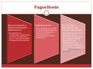 Fagocitosis 
Reconocimiento y 
fijación del agente 
inflamatorio: 
• los agentes son 
reconocidos cuando están 
cubiertos de opsoninas 
que se unen directamente 
a receptores de leucocito. 
Englobamiento: 
• de la partícula por medio 
de pseudópodos hasta que 
se forma un fagosoma. 
Mientras tanto el 
monocito y leucocito se 
desgranula. 
Destrucción o 
degradación del 
material fagocitado: 
• por medio de mecanisos 
oxidativos, que se 
producen en el lisosoma o 
por medio de enzimas 
proteolíticos del 
fagolisosoma. Si las 
enzimas lisosómicas no 
son capaces de destruir el 
agente, éste se multiplica e 
induce lesión tisular y 
necrosis. 
 