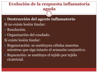 Evolución de la respuesta inflamatoria 
aguda 
 Destrucción del agente inflamatorio 
Si no existe lesión tisular: 
 Resolución. 
 Organización del exudado. 
Si existe lesión tisular: 
 Regeneración: se sustituyen células muertas 
mientras que siga intacto el armazón conjuntivo. 
 Reparación: se sustituye el tejido por tejido 
cicatricial. 
 
