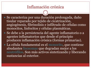 Inflamación crónica 
 Se caracteriza por una duración prolongada, daño 
tisular reparado por tejido de cicatrización, 
angiogénesis, fibrinolisis e infiltrado de células como 
monocitos, linfocitos y células plasmáticas. 
 Se debe a la persistencia del agente inflamatorio o a 
agentes inflamatorios que desde el principio 
producen inflamación crónica (formas primarias). 
 La célula fundamental es el monocito, que contiene 
abudantes lisosomas que degradan mejor a los 
neutrófilos. Son más activos sintetizando y liberando 
sustancias al exterior. 
 