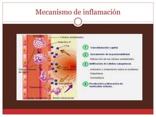 Mecanismo de inflamación 
 
