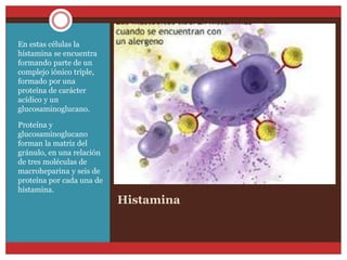 Histamina 
En estas células la 
histamina se encuentra 
formando parte de un 
complejo iónico triple, 
formado por una 
proteína de carácter 
acídico y un 
glucosaminoglucano. 
Proteína y 
glucosaminoglucano 
forman la matriz del 
gránulo, en una relación 
de tres moléculas de 
macroheparina y seis de 
proteína por cada una de 
histamina. 
 