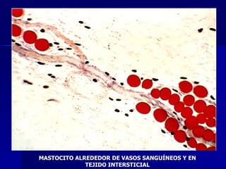 MASTOCITO ALREDEDOR DE VASOS SANGUÍNEOS Y EN TEJIDO INTERSTICIAL 
