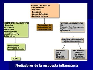 Mediadores de la respuesta inflamatoria   LESION DEL TEJIDO -Traumatismo -Isquemia -Neoplasia -Agente infeccioso -Partícula extraña MEDIADORES VASOACTIVOS -Histamina -Serotonina -Bradicinina -Anafilotoxinas -Leucotrienos/Pg -Oxido nítrico -Vasodilatación -Aumento de la Permeabilidad capilar Producción de mediadores de la inflamación FACTORES QUIMIOTÁCTICOS -C5a -Productos de la lipooxigenasa -Péptidos formilados -Quimiocinas Atracción y estimulación de Células inflamatorias Inflamación AGUDA -PMN -Plaquetas -Mastocitos INFLAMACION CRÓNICA -Macrófagos -Linfocitos -Cél. plasmáticas 