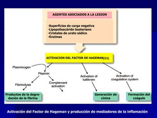 Activación del Factor de Hageman y producción de mediadores de la inflamación AGENTES ASOCIADOS A LA LESION Superficies de carga negativa Lipopolisacárido basteriano -Cristales de urato sódico -Enzimas ACTIVACION DEL FACTOR DE HAGEMAN Productos de la degra- dación de la fibrina Generación de cinina Formación del coágulo 