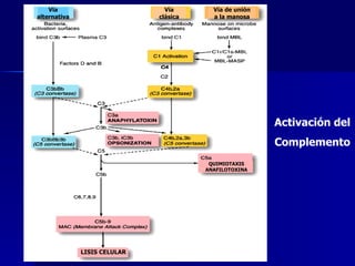 Activación del Complemento Vía alternativa Vía clásica Vía de unión a la manosa LISIS CELULAR QUIMIOTAXIS ANAFILOTOXINA 