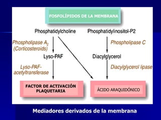 Mediadores derivados de la membrana   FOSFOLÍPIDOS DE LA MEMBRANA FACTOR DE ACTIVACIÓN PLAQUETARIA ÁCIDO ARAQUIDÓNICO 