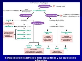 Generación de metabolitos del ácido araquidónico y sus papeles en la inflamación 