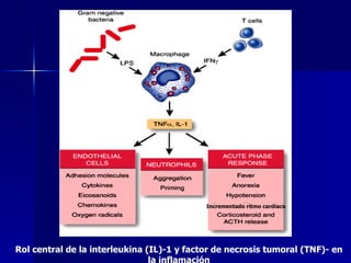 Rol central de la interleukina (IL)-1 y factor de necrosis tumoral (TNF)- en la inflamación Incrementado ritmo cardiaco 