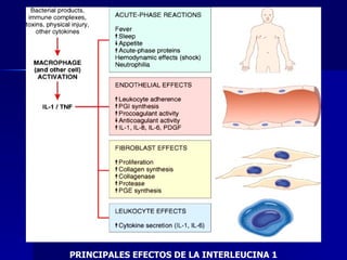 PRINCIPALES EFECTOS DE LA INTERLEUCINA 1 
